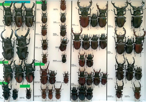 The current Special Species Protection in insects leads to penalties and criminalization of entomologists keeping Specially Protected Species individuals in collections, while not ensuring effective habitat conservation, protection and management.  © Nature Conservation Agency of the Czech Republic Archive