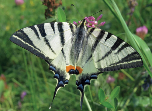 The Scare swallowtail (Iphiclides podalirius), an attractive species of diurnal butterfly classified as Endangered in the current decree. It has been currently spreading in the Czech Republic, and that is why it is not newly proposed among the Specially Protected Species. © Václav John