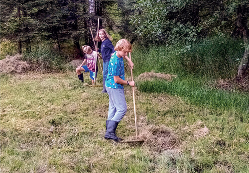 Scouts from the municipality of Přimda raking up cut small-reed to make way for sundew plants. © Věra Končická