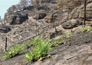 An Off-the-scale and Turning Fire in the  České Švýcarsko/Bohemian Switzerland National Park 