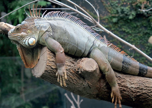 During six years, more than 1.36 billion pet animals were imported only to the United States. Annual import of the Green iguana (Iguana iguana) mainly from captive farming operations in Honduras is more than one million specimens. © Jan Plesník