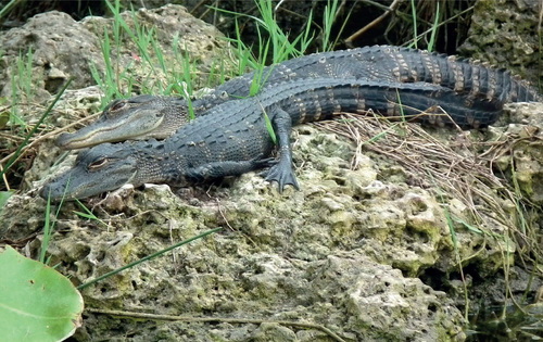 In 2015 – 2019 6,000 products from skins of American alligators (Alligator mississippiensis) killed in the wild in the United States were imported to the Czech Republic, particularly from Switzerland. © Jan Plesník