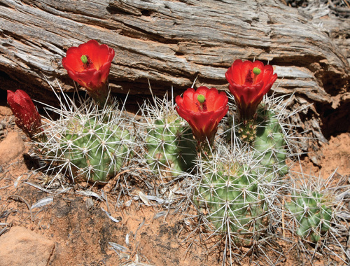 Among 1,480 cacti species assessed by the IUCN (International Union for Conservation of Nature) 31% is threatened by extinction: almost half of them are endangered due to illegal collection of live specimens and seeds in the wild particularly by European and Asian growers. © Dana Turoňová