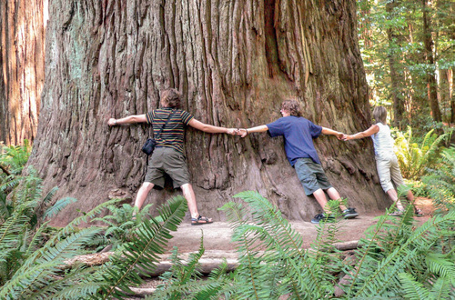 Before the COVID-19 syndemics according to respected estimations the global protected area property received 8 billion visits per year. The Redwood National Park in northern California became famous due to highest trees in the world – the Coast redwood (Sequoia sempervirens): the woody plant species is unique also to its huge girth. © František Pelc