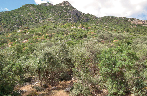 The Ichkeul National Park in northern Tunisia was declared in 1980 as a UNESCO World Heritage Site. In addition to a lake important for migratory birds it harbours the forested mountain landscape © Jan Plesník 