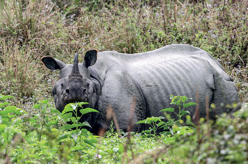 The Kaziranga National Park in the Indian state of Assam is remarkable for rich flora and fauna in the flooded floodplain of the Brahmaputra River. The most recent data show that the park is inhabited by 2,600 Indian rhinos (Rhinoceros unicornis), i.e. by two thirds of the global population.  © František Pelc