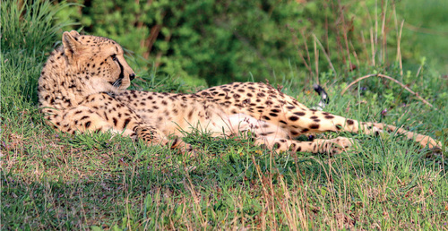 The majority of the Cheetah (Acinonyx jubatus) current range (77%) occurs outside protected areas where the species faces multiple threats. © Jan Plesník