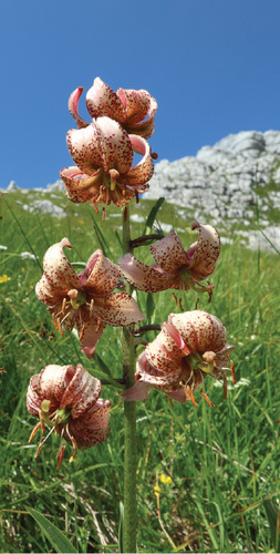 Martagon lily (Lilium martagon) in the Triglav National Park.  © Zdeněk Patzelt