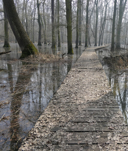 Životadárná jarní záplava v lesích na Soutoklu.   Foto Libor Ambrozek