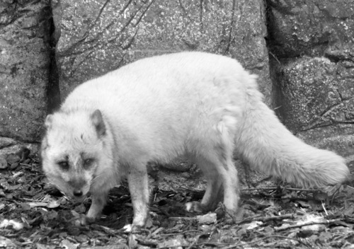 Liška polární (Vulpes lagopus) je v Červeném seznamu ohrožených savců Evropské unie řazena do kategorie kriticky ohrožený (CR). V celoevropském a globálním měřítku je ale její populace početná a stabilní.   Foto Jan Plesník