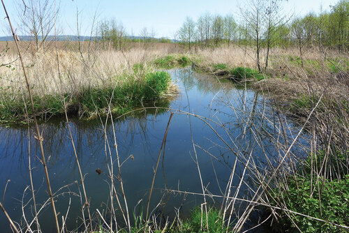 Duben 2018: S prvními několika stovkami metrů revitalizovaného Lukovského potoka (pod silnicí u Veterinárního asanačního ústavu) se něco stalo – koryto je zaplněno vodou téměř po okraj. Hlavně v pravobřeží se rozvinula velká, obtížně prostupná mokřina. Foto Tomáš Just