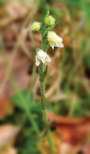 Znovuobjevení orchideje smrkovníku plazivého (Goodyera repens) v roce 2022, považovaného od 50. let XX. století v Arménii za vyhynulého, dokazuje potřebu monitoringu biodiverzity v Arménii.   Foto Jindřich Chlapek