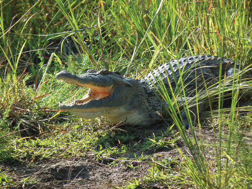 Různé populace známého krokodýla nilského (Crocodylus niloticus) jsou zařazeny do  přílohy CITES I nebo II: uvedená klasifikace se vztahuje i na populace na základě molekulárně-genetických rozborů nověji hodnocené jako samostatný druh krokodýl západoafrický (Crocodylus suchus).   Foto Jan Plesník