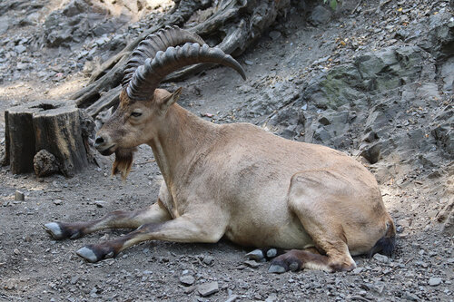 Návrh na zařazení kozorožce kavkazského (Capra caucasica) do přílohy II CITES  iniciovala Česká republika, konkrétně AOPK ČR a Zoologická zahrada Olomouc,  a předkládala jej Evropská unie spolu s Gruzií. Nápadný sudokopytník patří  mezi oblíbená trofejová zvířata.   Foto Jan Plesník 