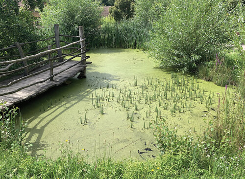 Typickým biotopem karase obecného jsou drobné tůně a nádrže, kde je často jedinou rybou schopnou přežít. Zde ukázka návesního rybníčku v Zoo Praha. V něm chováme karase z Polabí. Foto Petr Štěpánek