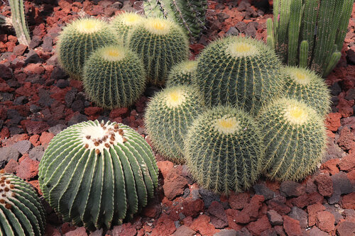 V současnosti je vyhynutím ohrožena téměř třetina druhů kaktusovitých (Cactaceae). Spolu s vzácnými druhy orchidejí a některými masožravkami patří v globálním měřítku k nejčastěji pašovaným rostlinám, a tento černý trh se nadále zvětšuje.   Foto Jan Plesník