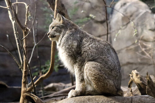 Rys kanadský (Lynx canadensis) bývá menší než rys ostrovid a obývá značnou část země, podle níž dostal druhové jméno. Hebká srst má v létě barvu hnědou až rezavohnědou, která se v zimě mění na šedou až stříbřitou.   Foto Jan Plesník