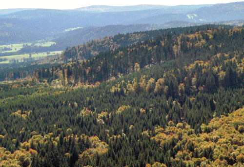 Převážně lesní malebná krajina CHKO Šumava nabízí lesy, kde se dá ještě zabloudit.   Foto Pavel Hubený