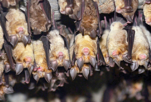 Vrápenec jižní (Rhinolophus euryale).   Foto archiv Mojmíra Vlašína