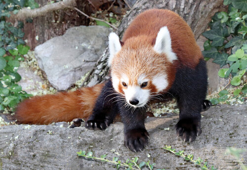 Dobře známá panda velká (Ailuropoda melanoleuca) se již v jihočínské provincii Jün-nan nevyskytuje. Osídluje ji ale menší a ohroženější panda červená (Ailurus fulgens) ubývající zejména v důsledku pokračujícího odlesňování a pytláctví.  Foto Jan Plesník
