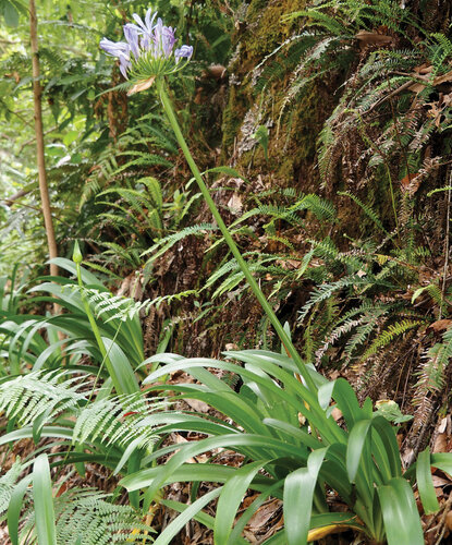 Kalokvět (rod Agapanthus) je vytrvalá rostlina rostoucí na skalách a kamenitých svazích kolem cest a na okrajích lesů. Jedná se však o endemit východního pobřeží Jihoafrické republiky, který často zplaňuje a na Makaronéských ostrovech se invazně šíří.   Foto Miroslav Zeidler