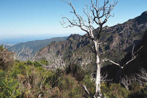 Důsledek dávného požáru v nejvyšších polohách Madeiry (kolem 1700 m n. m.), kdy byl zasažený porost vřesovce stromového (Erica arborea) do značné míry obsazen nepůvodním janovcem metlatým (Cytisus scoparius).   Foto Miroslav Zeidler