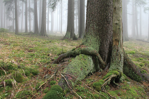 I přes už tři desetiletí trvající výměnu stromových generací přežívají na Šumavě velmi staré lesní porosty.   Foto Pavel Hubený