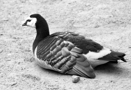 Nápadná berneška bělolící (Branta leucopis) vyvádí mláďata v Arktidě a do západní Evropy zalétá zimovat.   Foto Jan Plesník