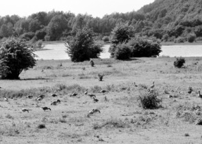 Ohňostroje působí na volně žijící husy i po jejich skončení