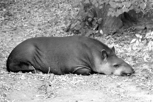 Úbytek intenzivně lovených živočichů rozšiřujících semena v amazonském pralese, hlavně primátů a tapíra jihoamerického (Tapirus terrestris, na snímku), vedl ke snížení tamější nadzemní biomasy o 38 %.   Foto Jan Plesník