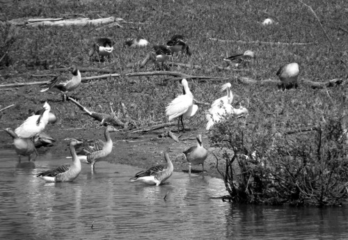 Býložravé husy velké spolu s kolpíky bílými (Platalea leucorodia) při hledání potravy ve známé rezervaci Blauwe Kamer nedaleko Wageningenu.   Foto Jan Plesník