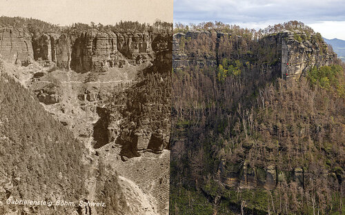 Tato složená kompozice srovnávacích fotografií ukazuje pohled z plateau dolů do Pravčického dolu a na protilehlou Křídelní stěnu, přičemž levá část fotografie je pořízena v první pol. 20. století, kde je patrné pečlivé zalesňování (smrkem) po mniškové kalamitě, kdežto pravá část fotografie ukazuje současný stav.  Tyto fotografie navozují pocit marnosti nad způsobem historického lesnického hospodaření v takovýchto těžko přístupných částech Českého Švýcarska. Nejprve byly vykáceny původní přirozené lesy a na jejich místě vysázeny velmi labilní smrkové monokultury, které plošně odumřely v důsledku mniškové kalamity na počátku 20. století. Poté byly znovu nákladně vysázeny smrkové monokultury v obtížných terénních podmínkách, aby následně nevyhnutelně podlehly kůrovcové gradaci a posléze nakonec i velkému požáru v roce 2022. V současné době sekundární sukcese na této ploše spěje opět k přirozeným společenstvům. Levá část foto Josef Kallasch, pravá část foto Václav Sojka.