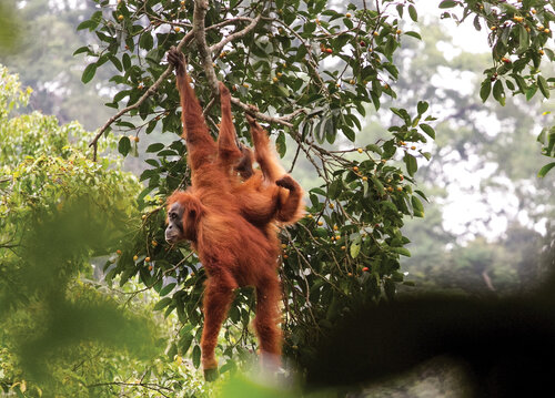 Samice kriticky ohroženého orangutana sumaterského (Pongo abelii) s mládětem.   Foto Lucie Čižmářová