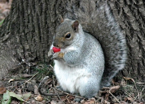 Severoamerickou veverku popelavou (Sciurus carolinensis) začali Britové již v 1876 vysazovat do volné přírody. Její tamější populace dnes čítá na 2,5 milionu jedinců a vytlačila až na výjimky původní veverku obecnou (S. vulgaris). Druhá hodně životaschopná populace vznikla na našem kontinentě mnohem později v severozápadní Itálii.   Foto Jan Plesník 