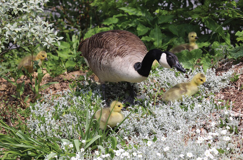 Projekt DAISIE řadí nepřehlédnutelnou severoamerickou bernešku velkou (Branta canadensis) mezi 100 nejzávažnějších invazních nepůvodních druhů vyskytujících se v Evropě: působí újmu zemědělské výrobě a může přenášet patogenní organismy a představovat nebezpečí pro leteckou dopravu.   Foto Jan Plesník