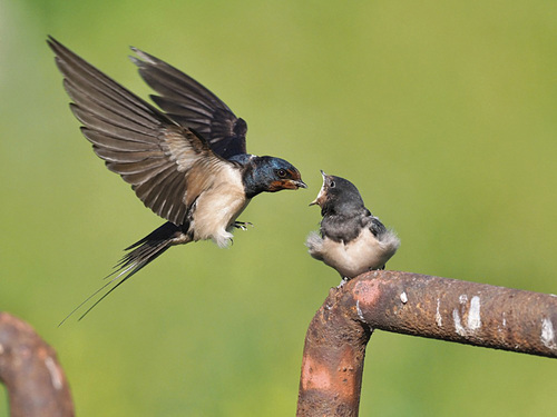 Farmy s chovem hospodářských zvířat mohou výrazně přispět k tlumení populačního poklesu vlaštovky obecné.   Foto: Jiří Hornek