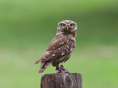 Většina hnízdišť kriticky ohroženého sýčka obecného se nyní nachází na farmách.   Foto: Jiří Hornek