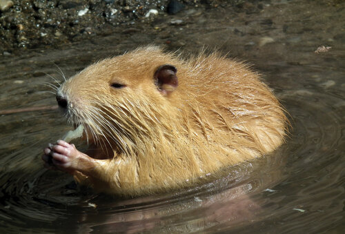 V 70. letech 20. století patřilo Československo ke světovým velmocem v chovu nutrií (Myocastor coypus) a jedinci uniklí z chovů založili na řadě míst místní populace. Jen v Praze žije několik set exemplářů. Úspěšnost rozmnožování zvyšuje potravní nabídka v podobě pobřežní vegetace i přikrmování lidmi.   Foto Jan Plesník