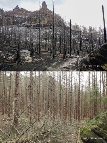 Tato dvojice srovnávacích fotografií z Pravčického dolu zobrazuje naopak stav před požárem (hustá smrková monokultura) a po požáru na jaře 2023. I přes velmi intenzivní požár velká část dřevní hmoty zůstala na místě.   Foto Václav Sojka