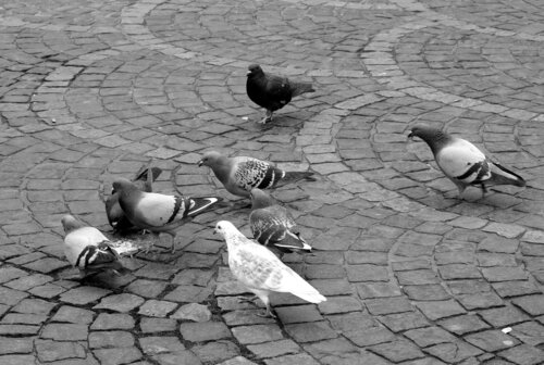 Nejdůležitější kořist sokolů stěhovavých hnízdících ve městech obvykle představují zdivočelí holubi domácí (Columba livia domestica).   Foto Jan Plesník