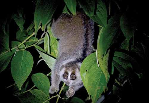 Endemický outloň sumaterský (Nycticebus hilleri) v lesích Sumatry.  Foto Lucie Čižmářová