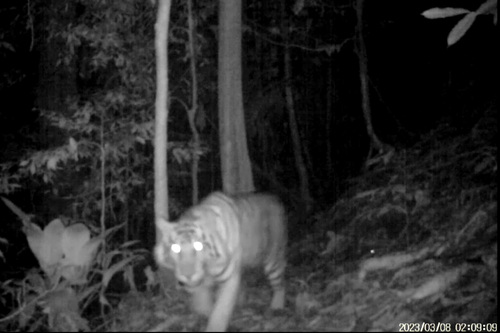 V současnosti nejmenší poddruh tygra, kriticky ohrožený tygr sumaterský (Panthera tigris sumatrae), zachycený fotopastí  rozmístěné Kukang týmem.   Foto archiv autorky