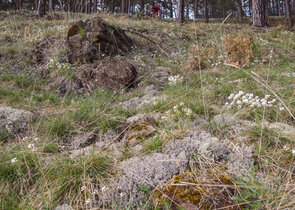 Dolnokralovické hadce – obnova botanické perly