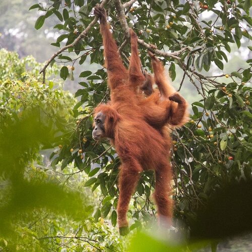 Orangutans