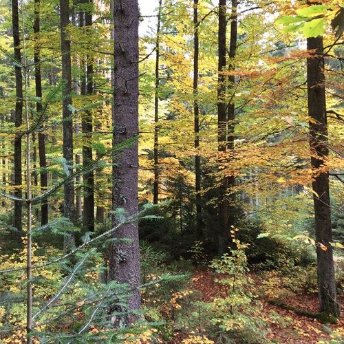 View on the Šumava/Bohemian Forest Mts. National Park 