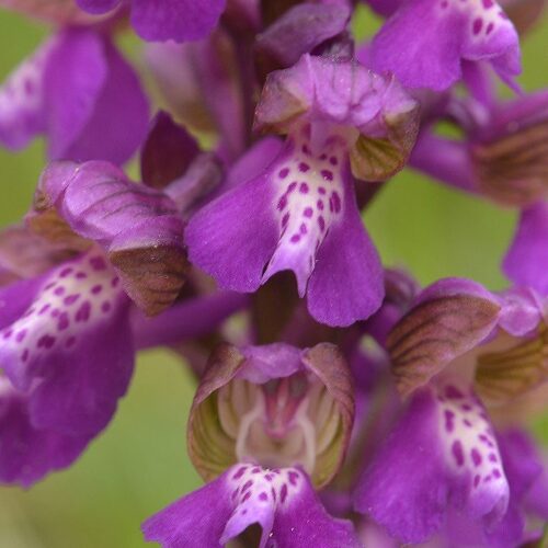 Green-winged Orchid (Anacamptis morio)
