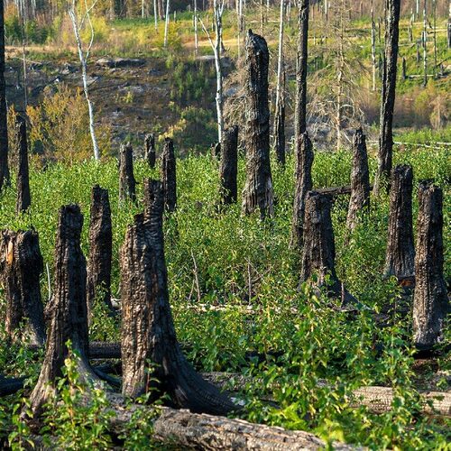 Development of an Area after the Fire in the České Švýcarsko/Bohemian Switzerland National Park