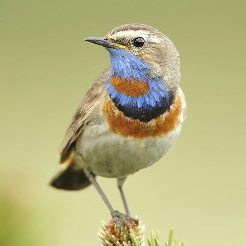 Photo of bird
