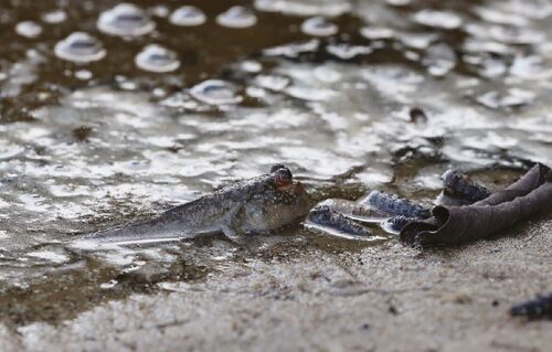 Atlantic mudskipper (Periophthalmus barbarus).