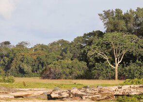 A Hope from Gabon. Protected Areas, Ecosystem Services, and Economic Diversification